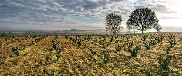 Vinařské oblasti Španělska: Ribera del Duero