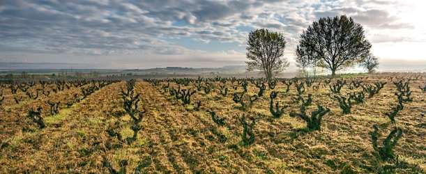 Vinařské oblasti Španělska: Ribera del Duero