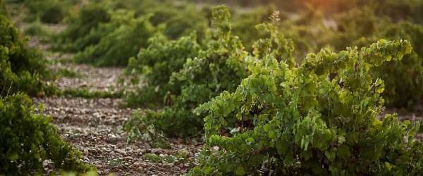 Vinařské oblasti Španělska: Rueda