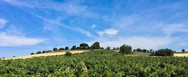 Vinařské oblasti Španělska: Castilla y León
