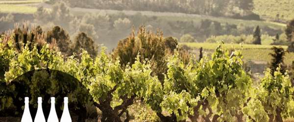 Vinařské oblasti Španělska: Cava