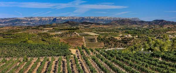 Vinařské oblasti Španělska: Montsant