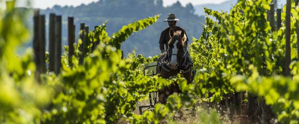 Rodinné vinařství Raventós i Blanc: víno mají v krvi víc než 500 let